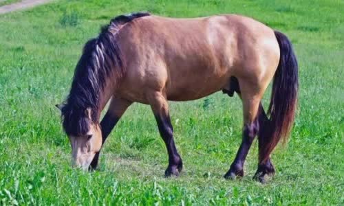 30-interesting-facts-about-horses