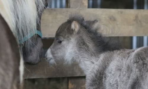 30-interesting-facts-about-horses