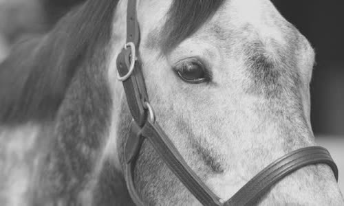 30-interesting-facts-about-horses