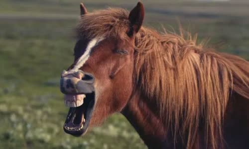 30-interesting-facts-about-horses
