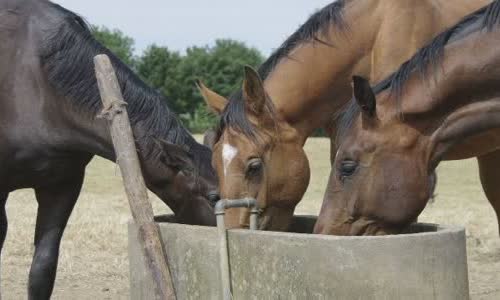 30-interesting-facts-about-horses