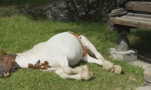 30-interesting-facts-about-horses