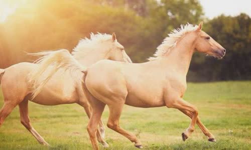 30-interesting-facts-about-horses