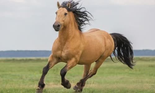 30-interesting-facts-about-horses