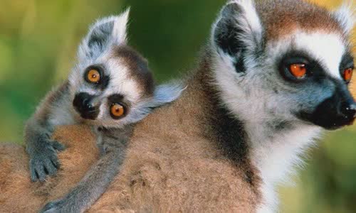 30-interesting-facts-about-lemurs