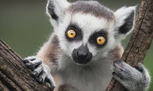 30 interesting facts about lemurs