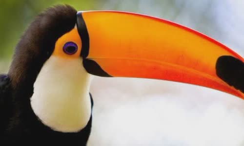 30 interesting facts about Toucans