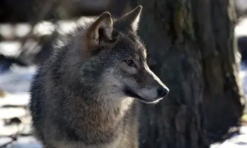 30 interesting facts about Wolves
