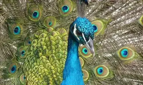 30 interesting facts and feathers about peacocks