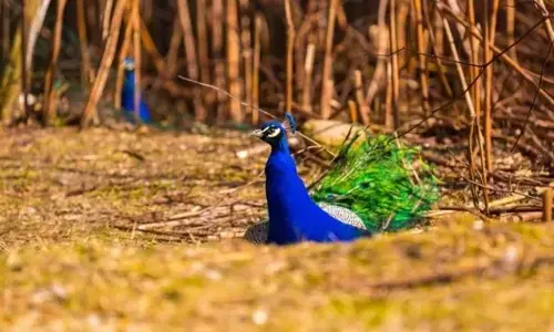 30-interesting-facts-and-feathers-about-peacocks