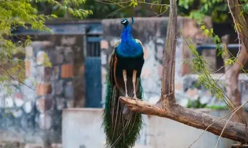 30-interesting-facts-and-feathers-about-peacocks