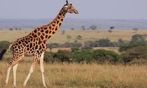 30-most-random-truth-about-giraffes