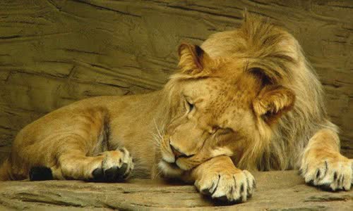 30 rumbling - some truth about lions