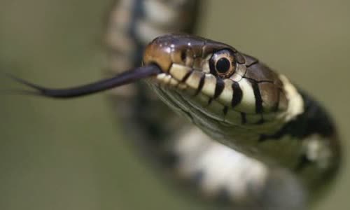 30 The truth about snakes will soothe your mind