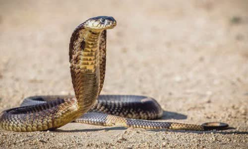30-the-truth-about-snakes-will-soothe-your-mind