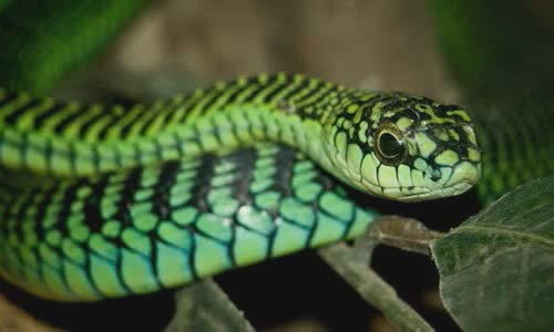 30-the-truth-about-snakes-will-soothe-your-mind