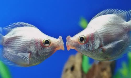 30 truth truth about tropical fish