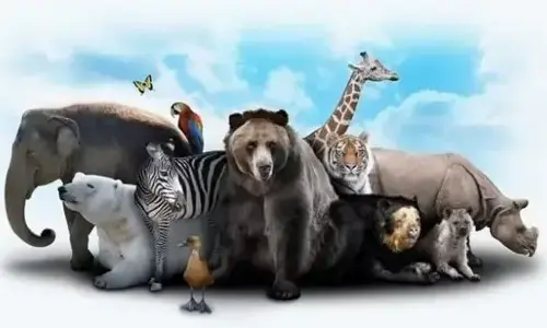 300 random animal events