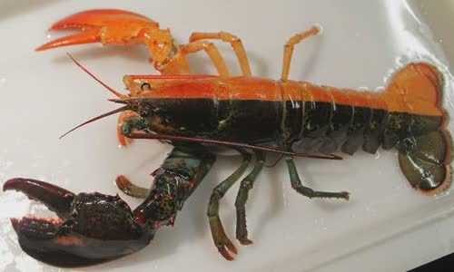 5-crazy-and-rare-colored-lobster