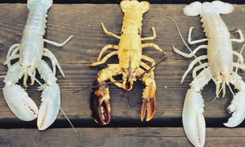 5 crazy and rare colored lobster