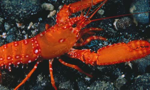 5-crazy-and-rare-colored-lobster