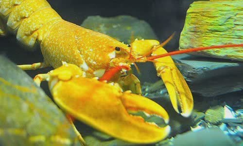 5-crazy-and-rare-colored-lobster