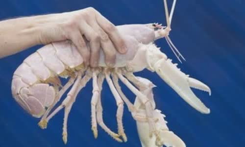 5-crazy-and-rare-colored-lobster