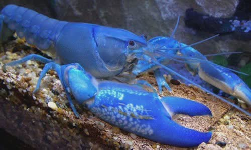 5-crazy-and-rare-colored-lobster
