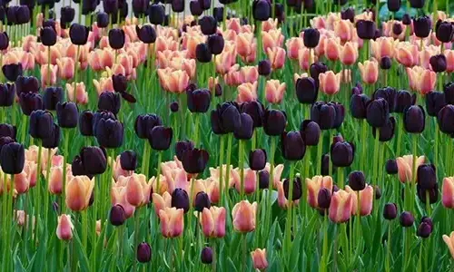 5-truth-truth-about-tulips