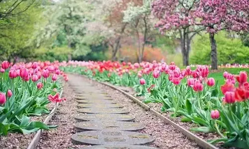 5-truth-truth-about-tulips