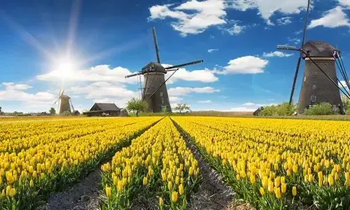 5-truth-truth-about-tulips