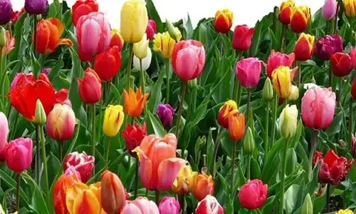 5-truth-truth-about-tulips