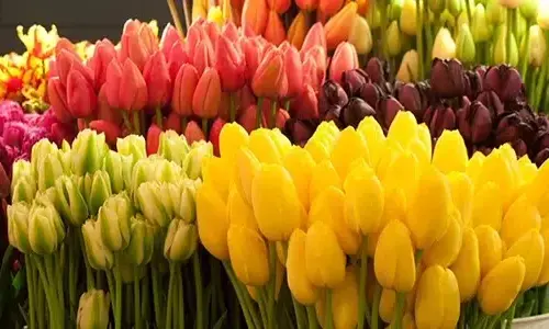 5-truth-truth-about-tulips