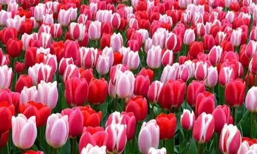 5 truth truth about tulips