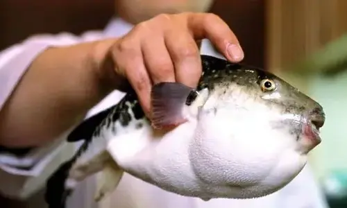 5-unique-food-in-the-world