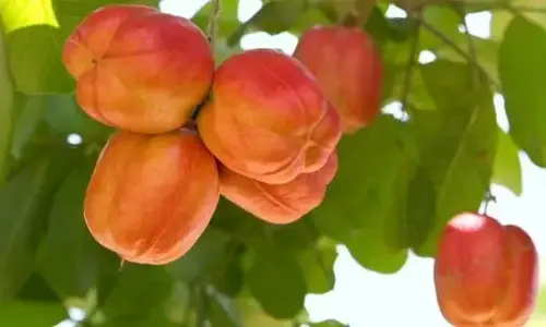 5-unique-food-in-the-world