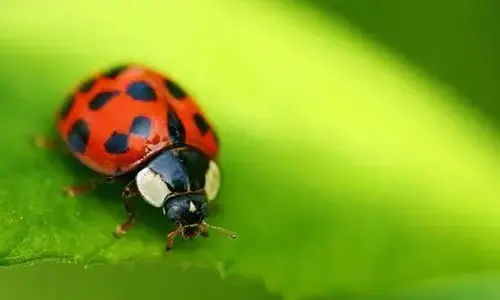 5 unusual truth about ladybug