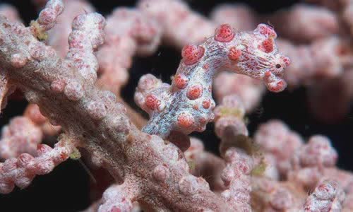 5 unusual truth about pygmy seahorse