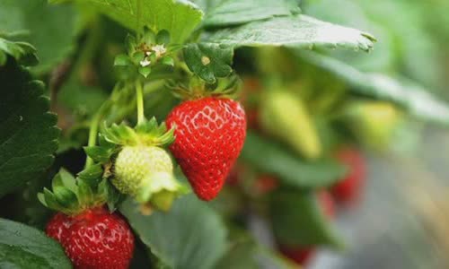 7-good-truth-about-strawberries