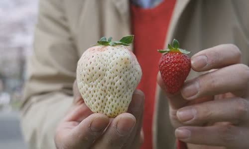 7-good-truth-about-strawberries