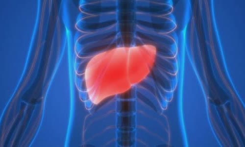 8 interesting facts about your liver