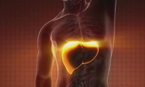 8-interesting-facts-about-your-liver