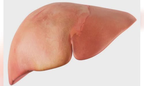 8-interesting-facts-about-your-liver