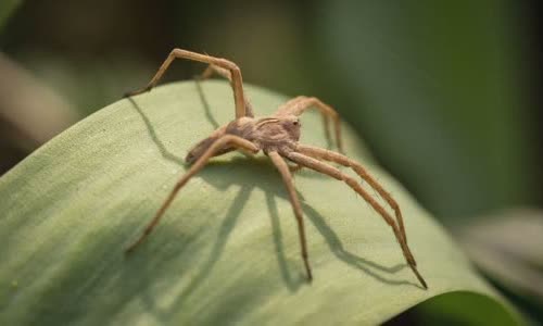 8-scary-truth-about-spiders
