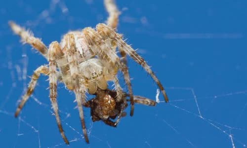 8-scary-truth-about-spiders