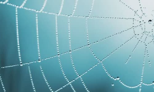 8-scary-truth-about-spiders