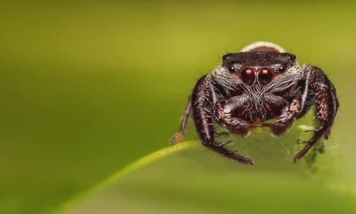 8-scary-truth-about-spiders