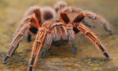 8-scary-truth-about-spiders