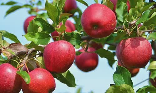 9-interesting-facts-about-apples