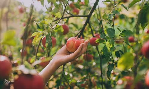 9-interesting-facts-about-apples